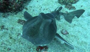 行ってきました！＠下田ダイバーズ