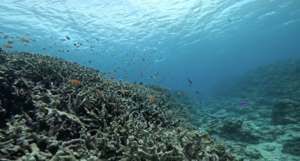 ポカポカ陽気＠石垣島[5]