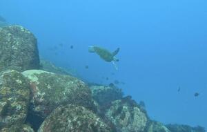 行ってきました！＠下田ダイバーズ[3]