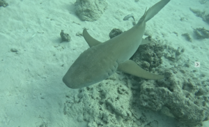 モルディブツアー5日目！[2]