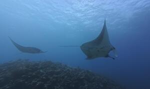 久米島から！[3]