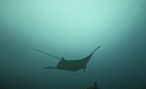 マンタ遠征！＠石垣島[6]