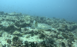 モルディブツアー5日目！[4]