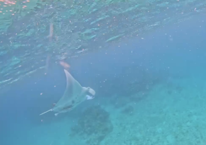 マンタ！！＠石垣島