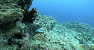 ポカポカ陽気＠石垣島[4]