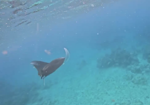 マンタ！！＠石垣島[2]