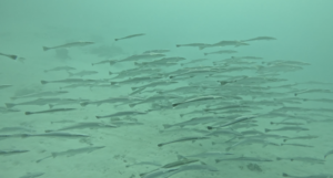 モルディブツアー5日目！[3]