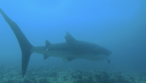 モルディブツアー4日目！！[4]