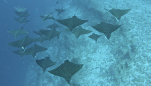 モルディブツアー5日目！[1]