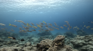 ポカポカ陽気＠石垣島[3]