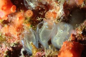 久米島から！[4]