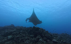 久米島から！[1]