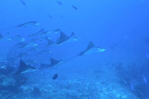 余韻に浸っています！＠下田ダイバーズ[2]