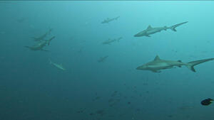 モルジブツアー初日！！[3]