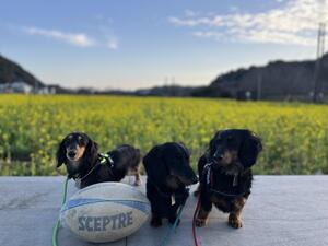 下田へ遊びに来てください。[1]