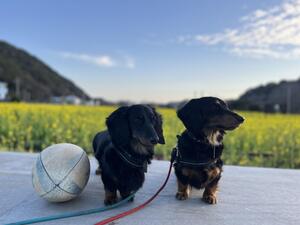 下田へ遊びに来てください。[3]