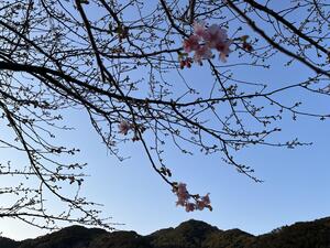 下田へ遊びに来てください。[4]