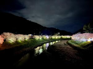 メロンパフェと桜！＠下田ダイバーズ[3]