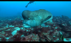 リクエストにお答えして！！
