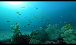 リクエストにお答えして！！[5]