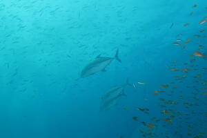 モルティブツアー２日目！！！[1]