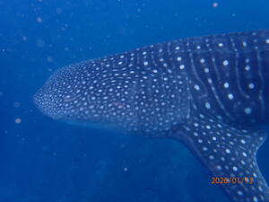 モルディブツアー4日目！！[2]