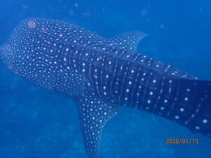 モルディブツアー4日目！！[3]