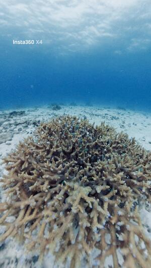 シュノーケリングデイ！＠石垣島[4]