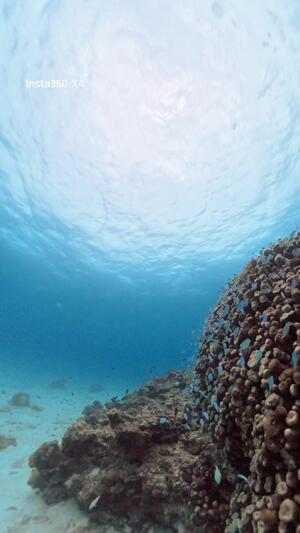 シュノーケリングデイ！＠石垣島[3]