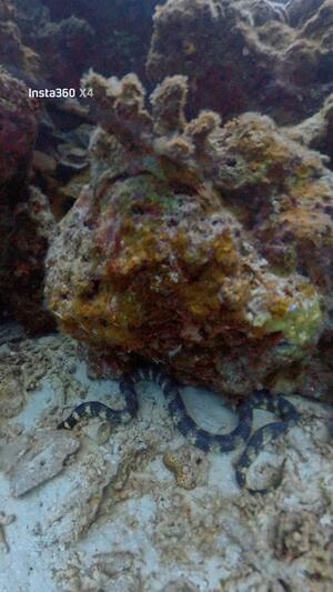 シュノーケリングデイ！＠石垣島[5]