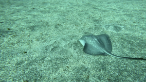 伊豆海洋公園（IOP)に行って来ました。[4]
