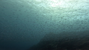 伊豆海洋公園（IOP)に行って来ました。[5]