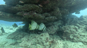 ポカポカ陽気＠石垣島[2]