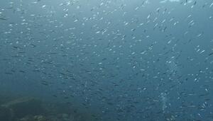 行ってきました！＠下田ダイバーズ[4]