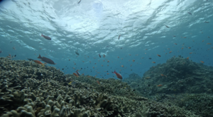 ポカポカ陽気＠石垣島[6]