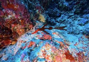 行ってきました！＠下田ダイバーズ[6]