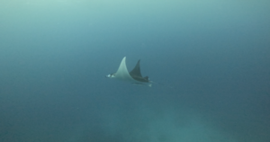 マンタ遠征！＠石垣島[5]