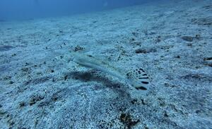 行ってきました！＠下田ダイバーズ[5]