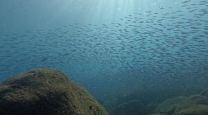 本日も！＠下田ダイバーズ