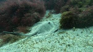 本日も！＠下田ダイバーズ[2]