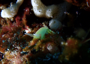 ウミウシ祭り＠雲見[3]