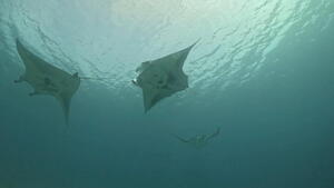 石垣島通信！！＠石垣島