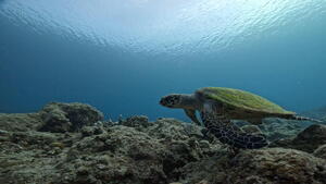 石垣島通信！！＠石垣島[3]