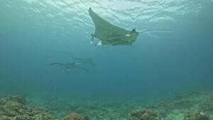 石垣島通信！！＠石垣島[2]