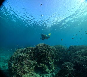 今日もマンタゲット！！＠石垣島[2]