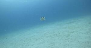 石垣島から！[4]