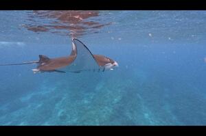 ヨナラ水道、野原曽根！IN石垣島[2]