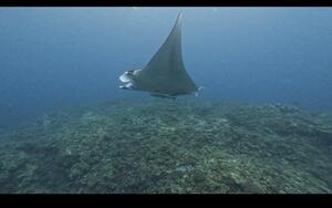 ヨナラ水道、野原曽根！IN石垣島