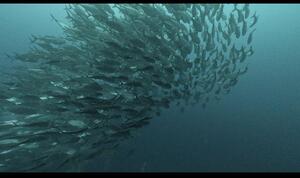 ヨナラ水道、野原曽根！IN石垣島[3]