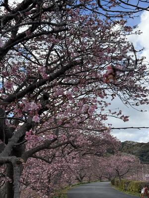 南伊豆でも雪が。。。[2]